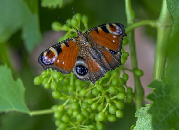 Ochoa butterfly